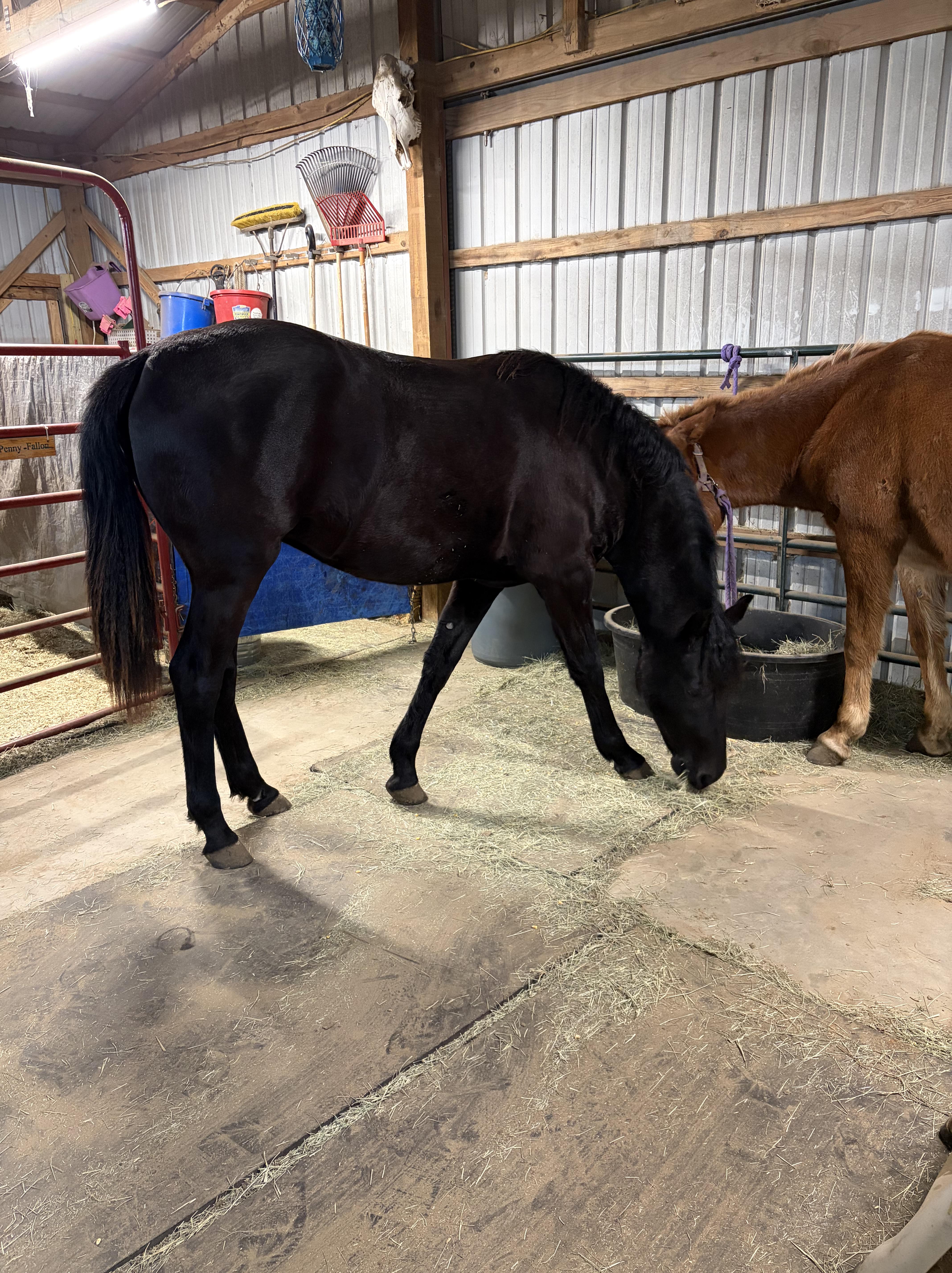 Clipper eating hay in the barn.