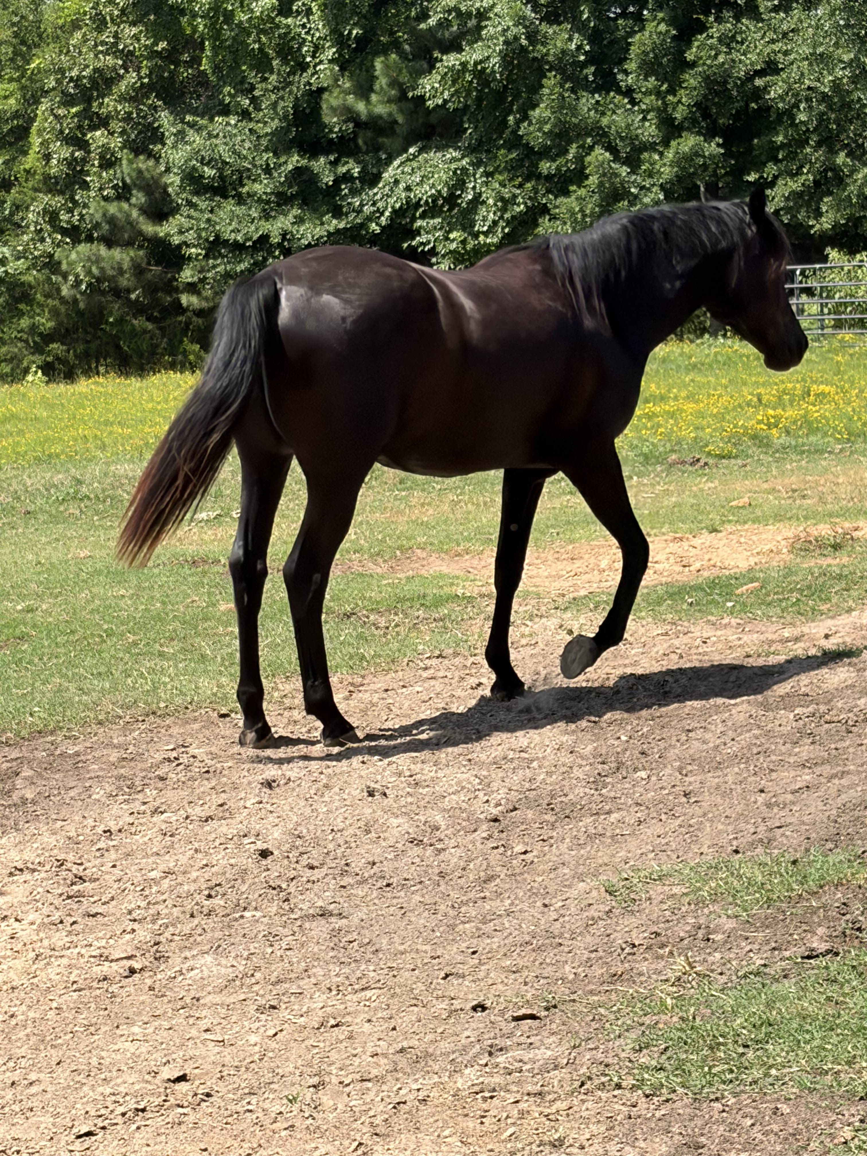 Clipper walking across the pasture.
